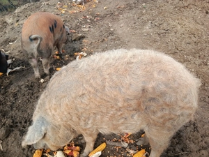 Vând scroafă mangalița  - imagine 3 Vând scroafă mangalița  - imagine 3