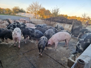 Vand porci pentru sacrificare 