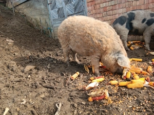 Vând scroafă mangalița 