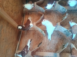 porumbei jucatori de galati,takla Radule de saxonia,capucini 