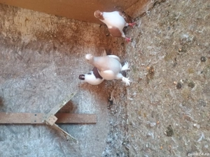 porumbei jucatori de galati,takla Radule de saxonia,capucini  - imagine 2