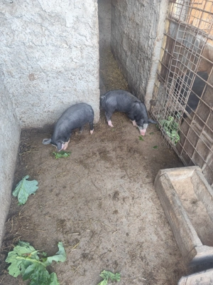 Purcei de vânzare!!!