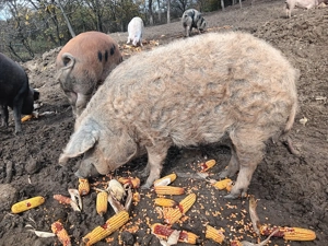 Vând scroafă mangalița  - imagine 4 Vând scroafă mangalița  - imagine 4