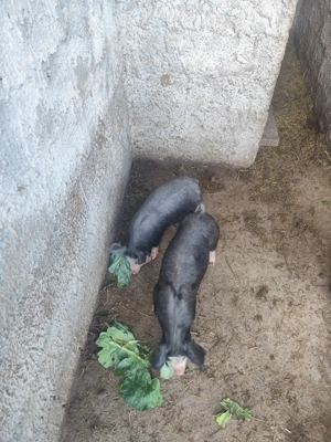 Purcei de vânzare!!! - imagine 2 Purcei de vânzare!!! - imagine 2