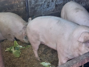 Vand porci pentru Crăciun!!!