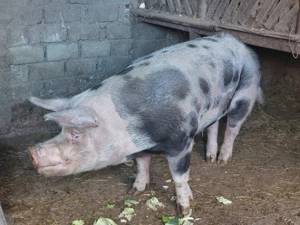 Vand porci pentru Crăciun!!! - imagine 3