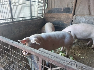 Vand porci pentru Crăciun!!! - imagine 2