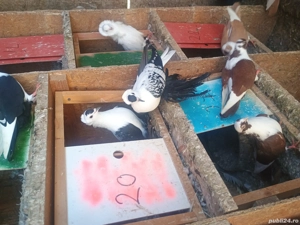 porumbei jucatori de galati,takla Radule de saxonia,capucini  - imagine 3