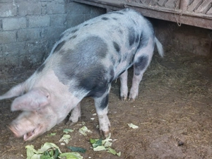 Vand porci pentru Crăciun!!! - imagine 4