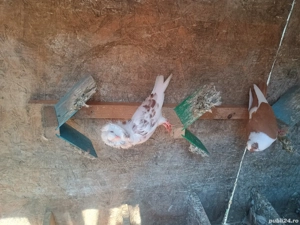 porumbei jucatori de galati,takla Radule de saxonia,capucini  - imagine 4