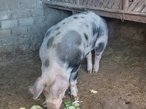 Vand porci pentru Crăciun!!! - imagine 5