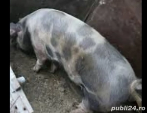 disponibila aprox 300 kg