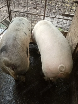 Vând porci, 200kg buc - imagine 2