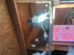 porumbei jucatori de galati,takla Radule de saxonia,capucini  - imagine 5