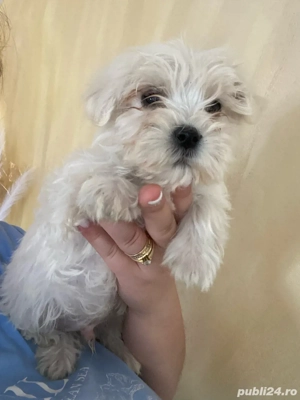 vand catei bichon maltez  - imagine 4 vand catei bichon maltez  - imagine 4