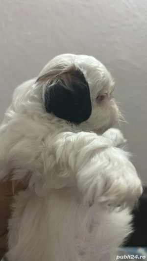 Baiețel Shih Tzu  - imagine 3 Baiețel Shih Tzu  - imagine 3