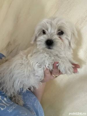 vand catei bichon maltez  - imagine 5 vand catei bichon maltez  - imagine 5