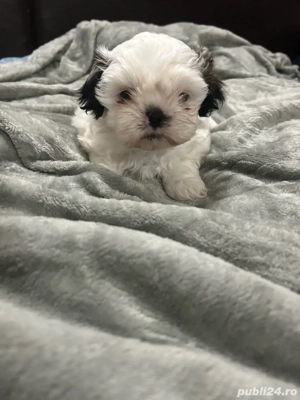 Baiețel Shih Tzu  - imagine 2 Baiețel Shih Tzu  - imagine 2