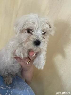 vand catei bichon maltez  - imagine 3 vand catei bichon maltez  - imagine 3