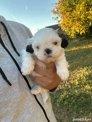 Baiețel Shih Tzu 