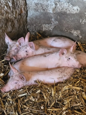 Vand grasuni de 3 luni