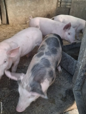 de vânzare 4 șoldănei 3 luni ofer spre  - imagine 4 de vânzare 4 șoldănei 3 luni ofer spre  - imagine 4