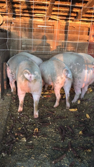 Porci de vânzare pentru sacrificat