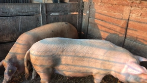 Porci de vânzare pentru sacrificat - imagine 5