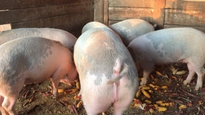 Porci de vânzare pentru sacrificat - imagine 4