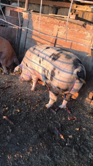 Porci de vânzare pentru sacrificat - imagine 2