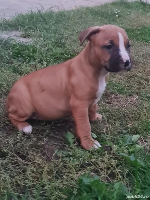 Amstaff (American Staffordshire Terrier) - imagine 3