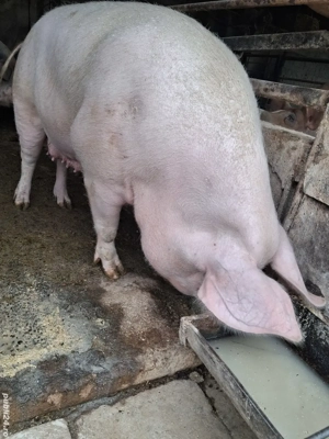 de vânzare scroafă pentru sacrificat 240 kg ofer transport kg  - imagine 4 de vânzare scroafă pentru sacrificat 240 kg ofer transport kg  - imagine 4