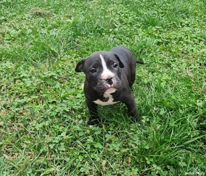 Amstaff (American Staffordshire Terrier) - imagine 2