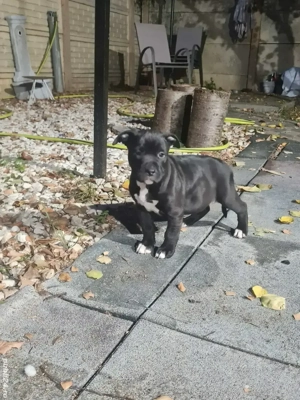 Amstaff (American Staffordshire Terrier) - imagine 4