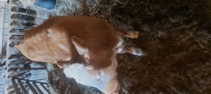 Vând schimb vitea cu tauras de taiat - imagine 3