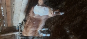 Vând schimb vitea cu tauras de taiat - imagine 2