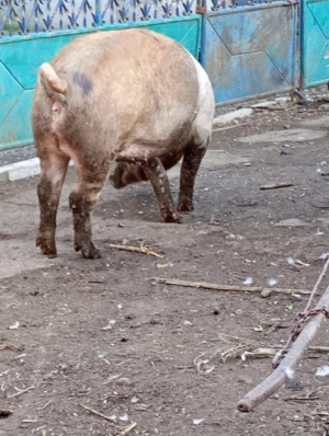 Porci de vânzare  - imagine 2