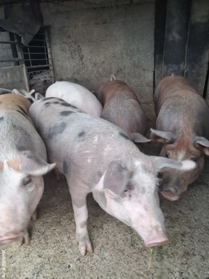 de vânzare 5 masculi 65..85 kg ofer transport  - imagine 4 de vânzare 5 masculi 65..85 kg ofer transport  - imagine 4