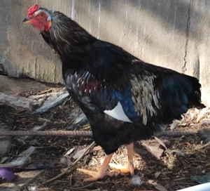 Cocosi taranesti - imagine 6