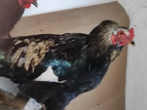 Cocosi taranesti - imagine 4