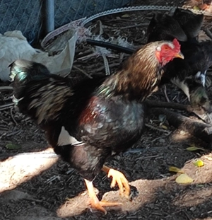 Cocosi taranesti - imagine 5