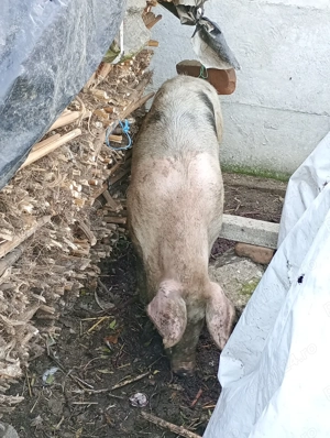 Porci de vânzare  - imagine 3