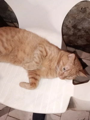 Motănelul Figaro - imagine 2