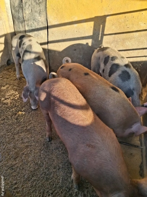 de vânzare 4 scrofițe 55...60 kg ofer transport  - imagine 4 de vânzare 4 scrofițe 55...60 kg ofer transport  - imagine 4