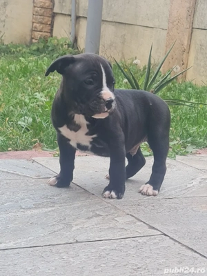 American Staffordshire Terrier (Amstaff) - imagine 4