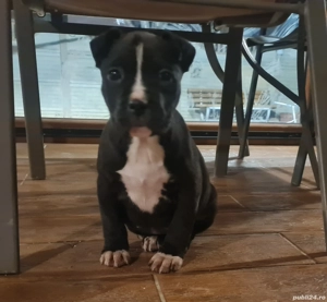 American Staffordshire Terrier (Amstaff) - imagine 3