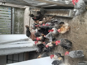 De vânzare gainuse chabo  - imagine 2 De vânzare gainuse chabo  - imagine 2