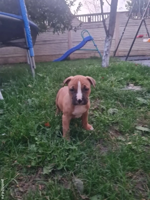 American Staffordshire Terrier (Amstaff) - imagine 2