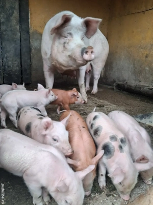 de vânzare scroafă fătată cu 8 purcei de 4 săptămâni  - imagine 3 de vânzare scroafă fătată cu 8 purcei de 4 săptămâni  - imagine 3