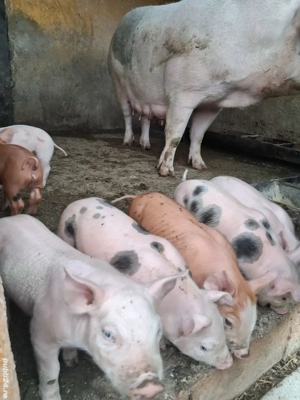 de vânzare scroafă fătată cu 8 purcei de 4 săptămâni  - imagine 2 de vânzare scroafă fătată cu 8 purcei de 4 săptămâni  - imagine 2